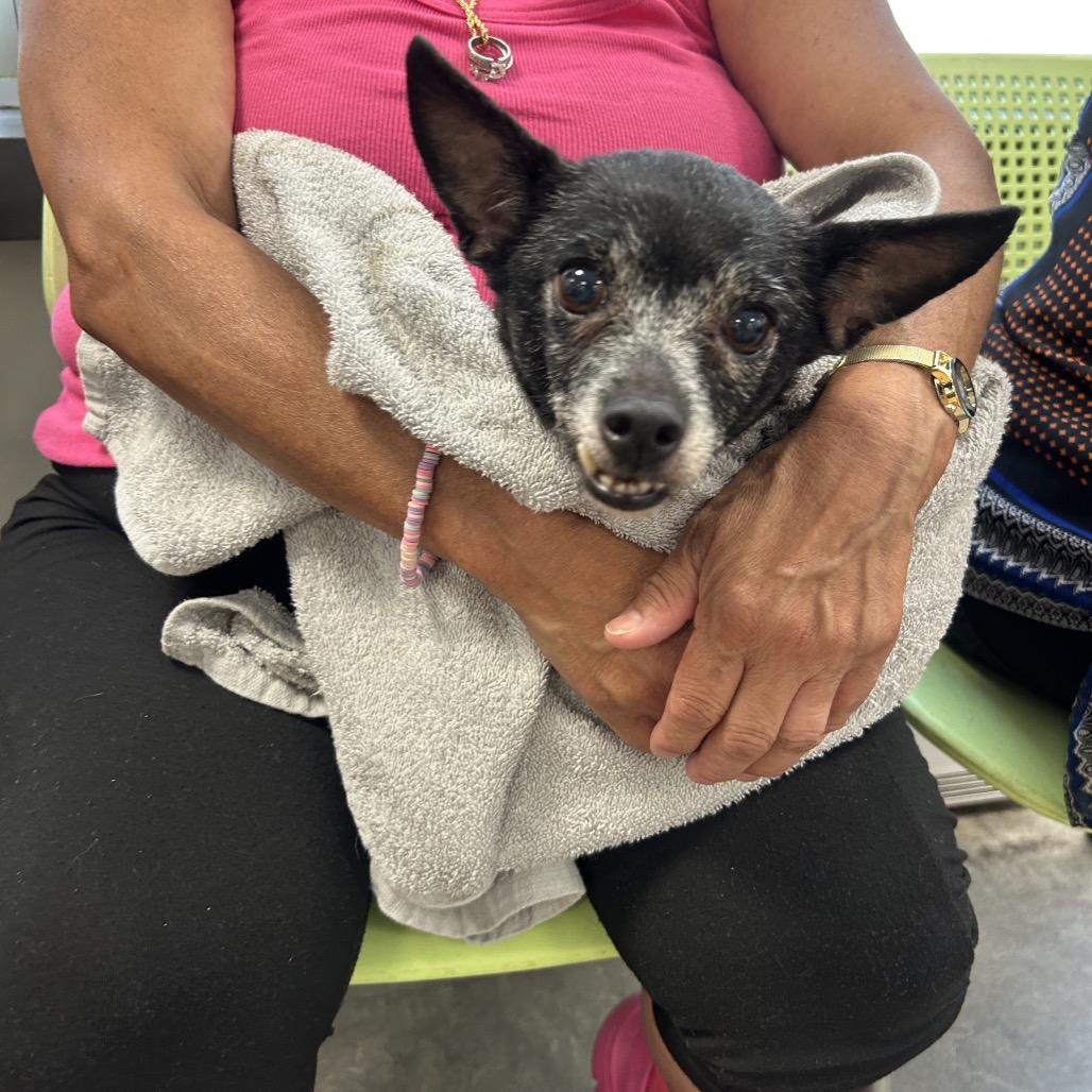 Daisy, a Adoptable Chihuahua in West Chester, PA image 5/6
