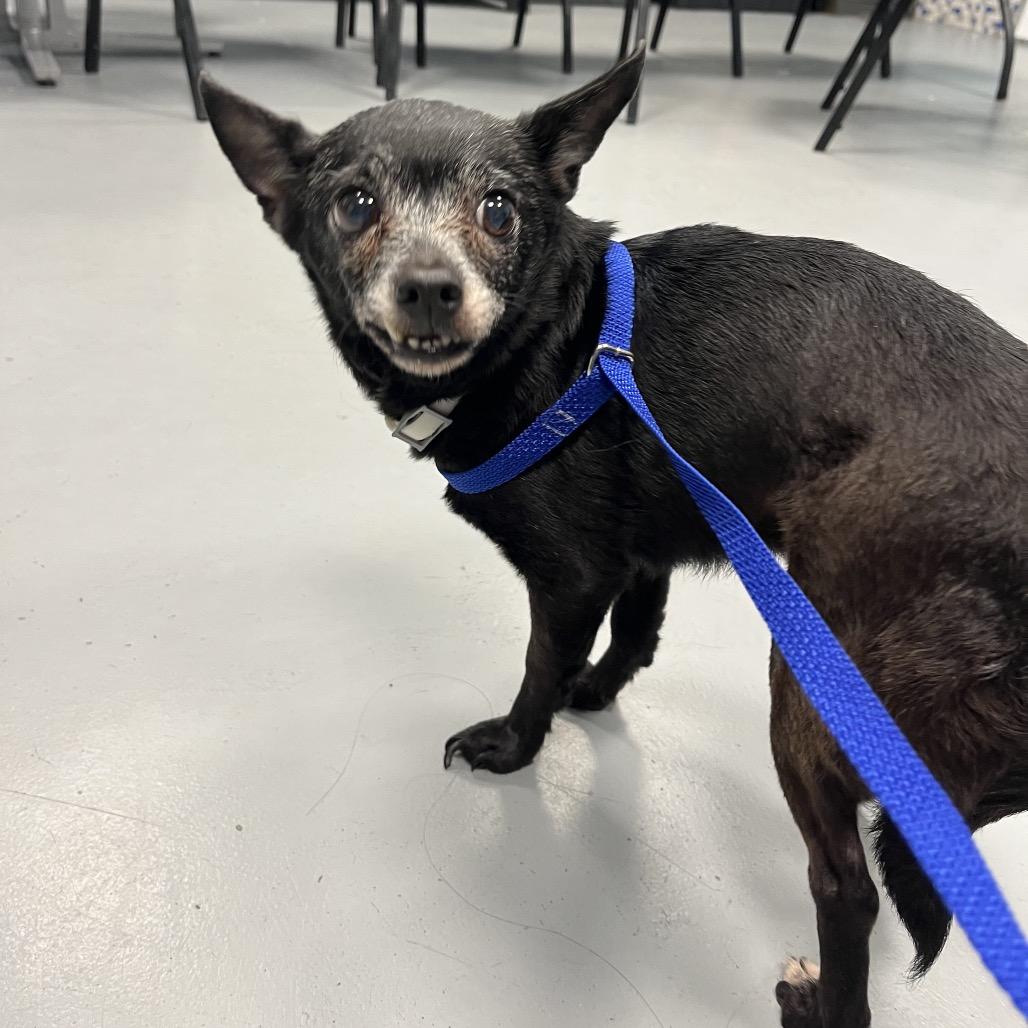 Daisy, a Adoptable Chihuahua in West Chester, PA image 6/6