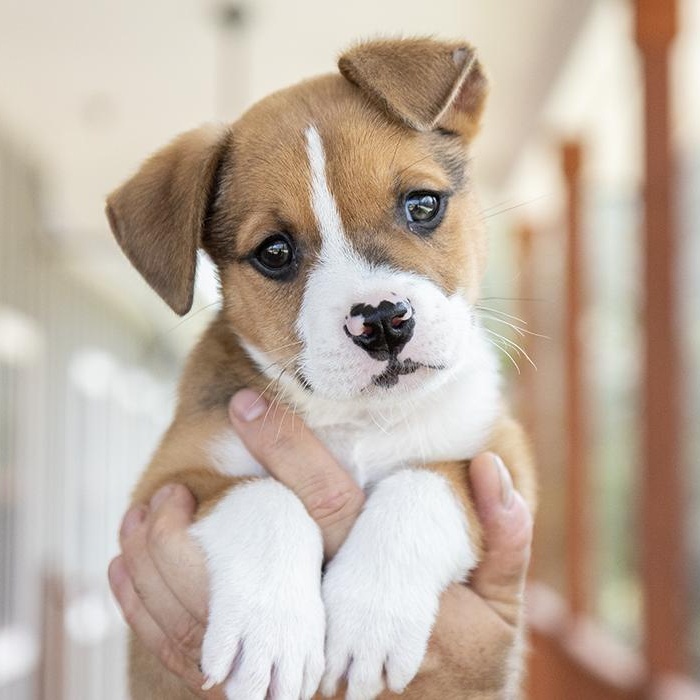 Enlarge Bayou, an adopted mixed breed in Slidell, LA image 1/2