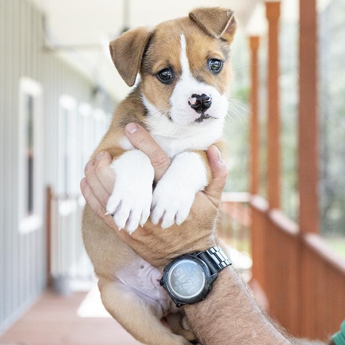 Enlarge Bayou, an adopted mixed breed in Slidell, LA image 2/2