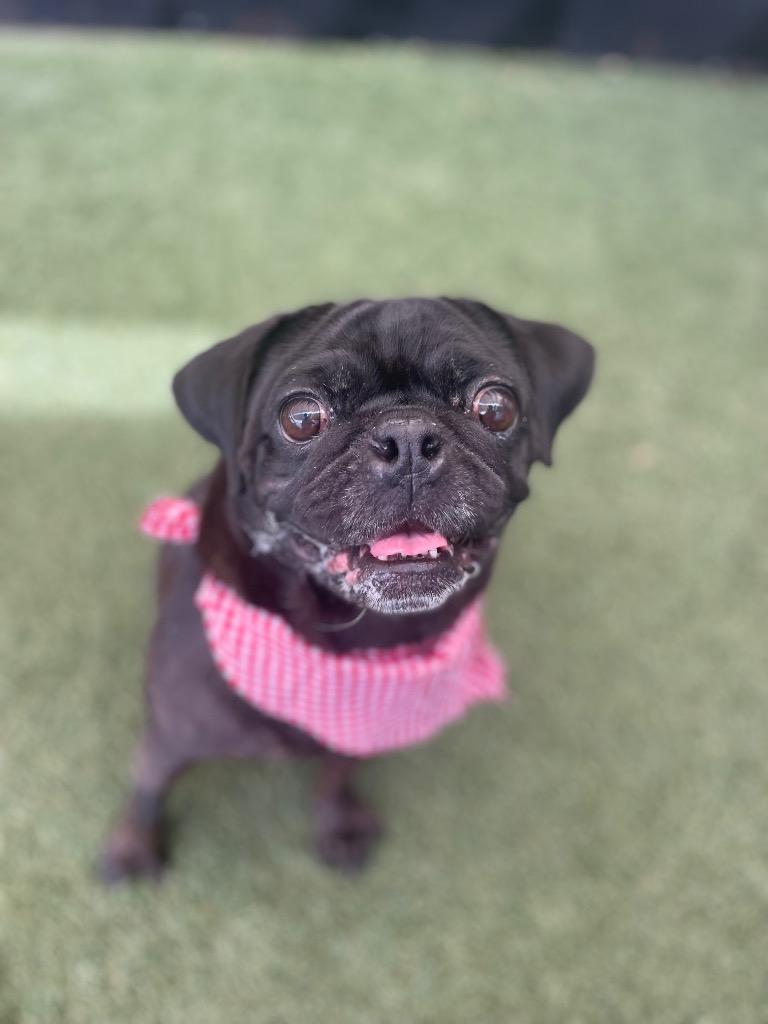 Enlarge Londyn, a Adoptable Pug in Gardena, CA image 1/6