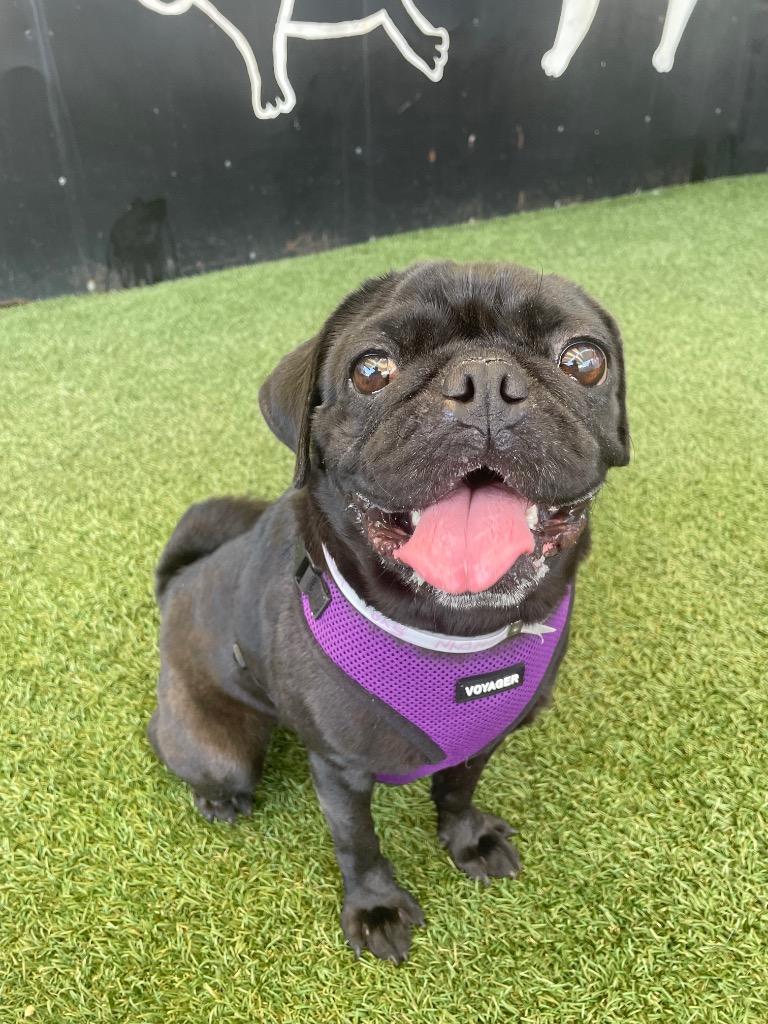 Enlarge Londyn, a Adoptable Pug in Gardena, CA image 2/6