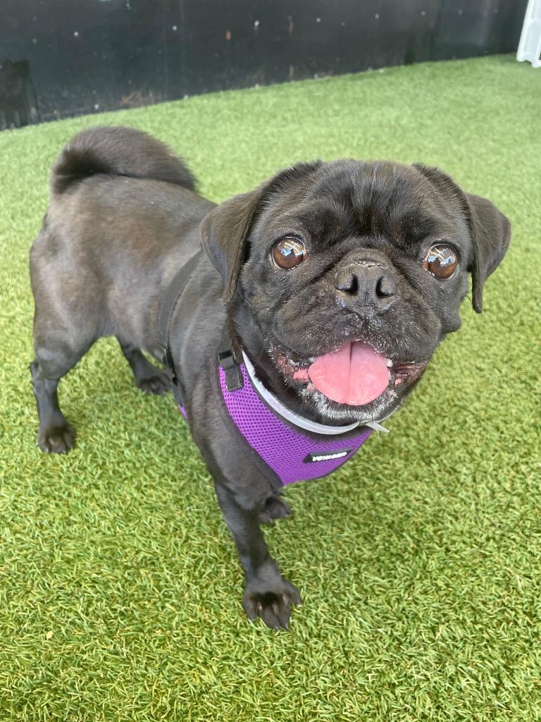 Enlarge Londyn, a Adoptable Pug in Gardena, CA image 4/6