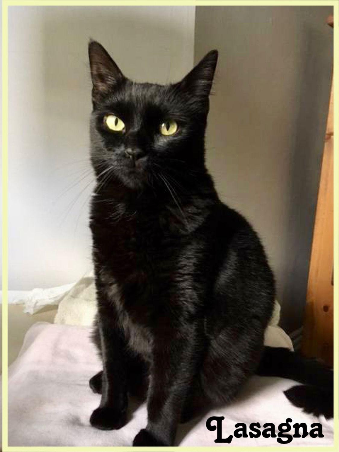 Enlarge Lasagna Willow Grove area (FCID# 05/16/23 - 135), a Adoptable Domestic Short Hair in Willow Grove, PA image 1/5