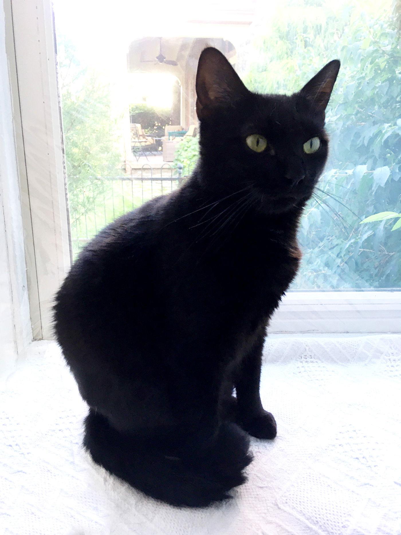 Enlarge Lasagna Willow Grove area (FCID# 05/16/23 - 135), a Adoptable Domestic Short Hair in Willow Grove, PA image 2/5