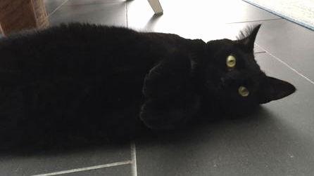 Enlarge Lasagna Willow Grove area (FCID# 05/16/23 - 135) C, a Adoptable Domestic Short Hair in Willow Grove, PA image 1/5