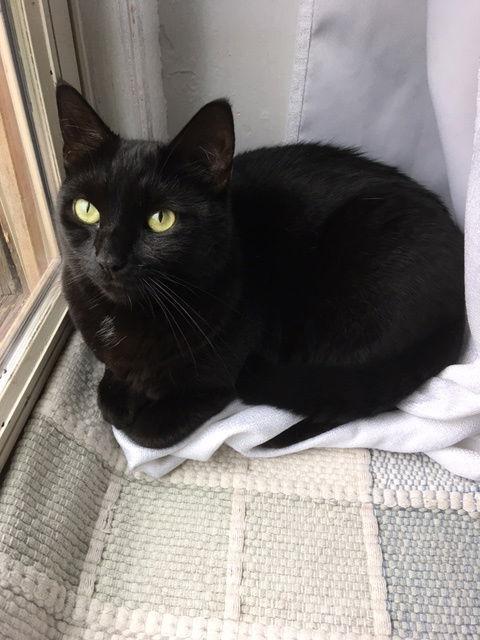 Enlarge Lasagna Willow Grove area (FCID# 05/16/23 - 135) C, a Adoptable Domestic Short Hair in Willow Grove, PA image 2/5