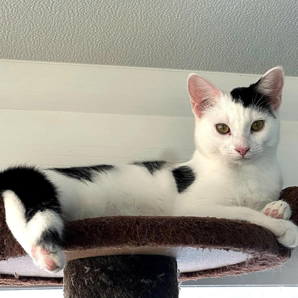 Enlarge Morgan, a Adoptable Domestic Short Hair in Ashland, VA image 1/1