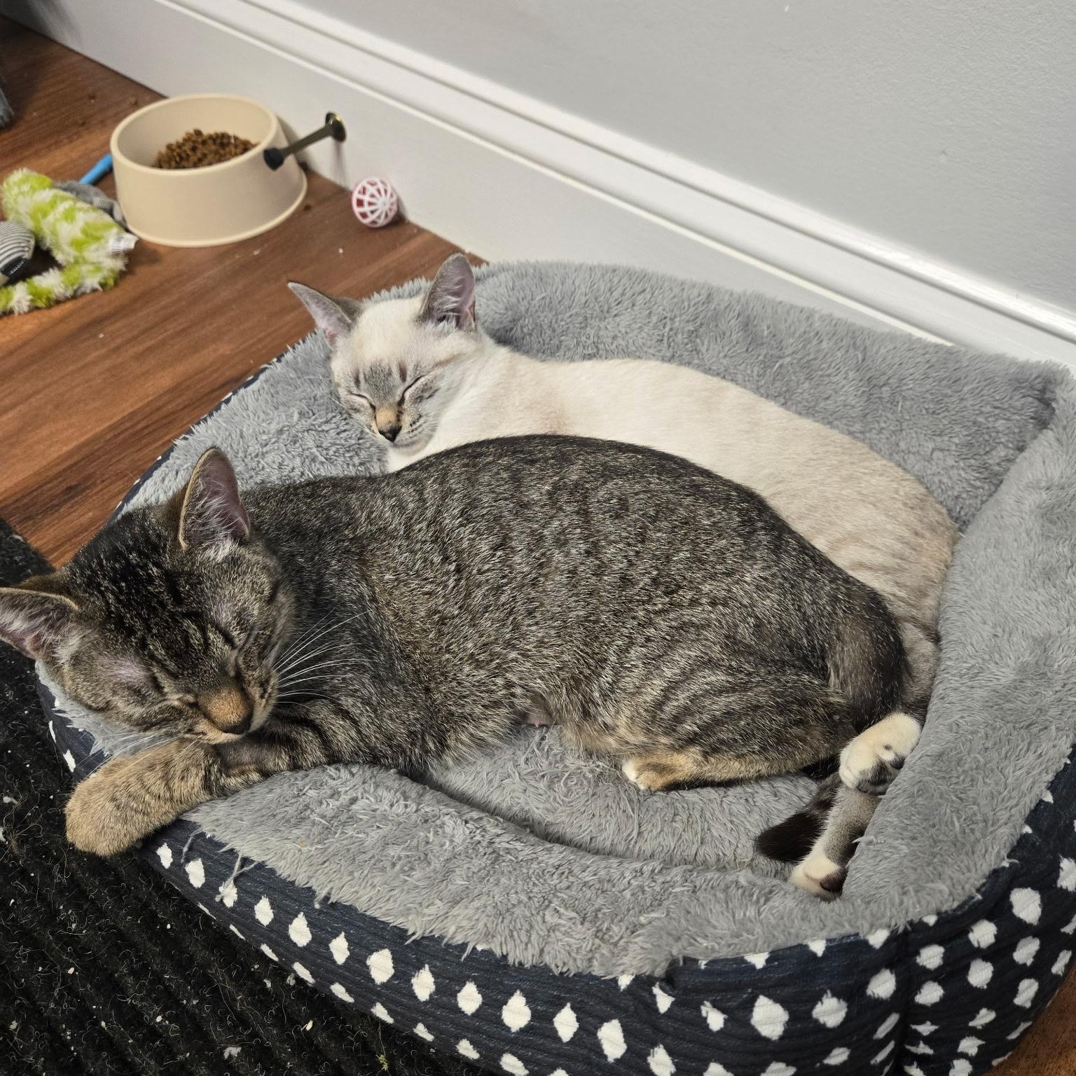 Aspen ***Special Needs: CH***, a Adoptable mixed breed in FITCHBURG, MA image 2/6