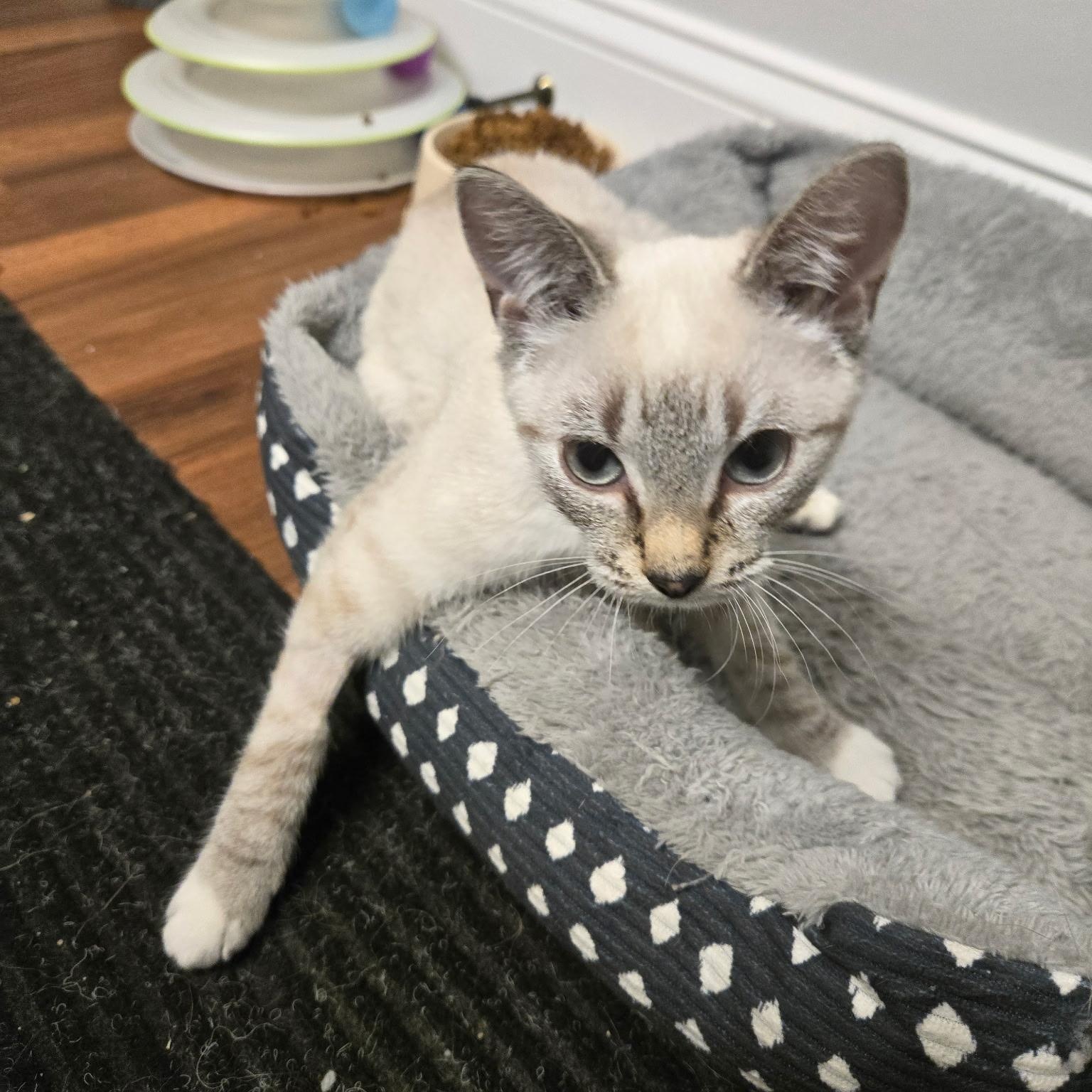 Aspen ***Special Needs: CH***, a Adoptable mixed breed in FITCHBURG, MA image 3/6