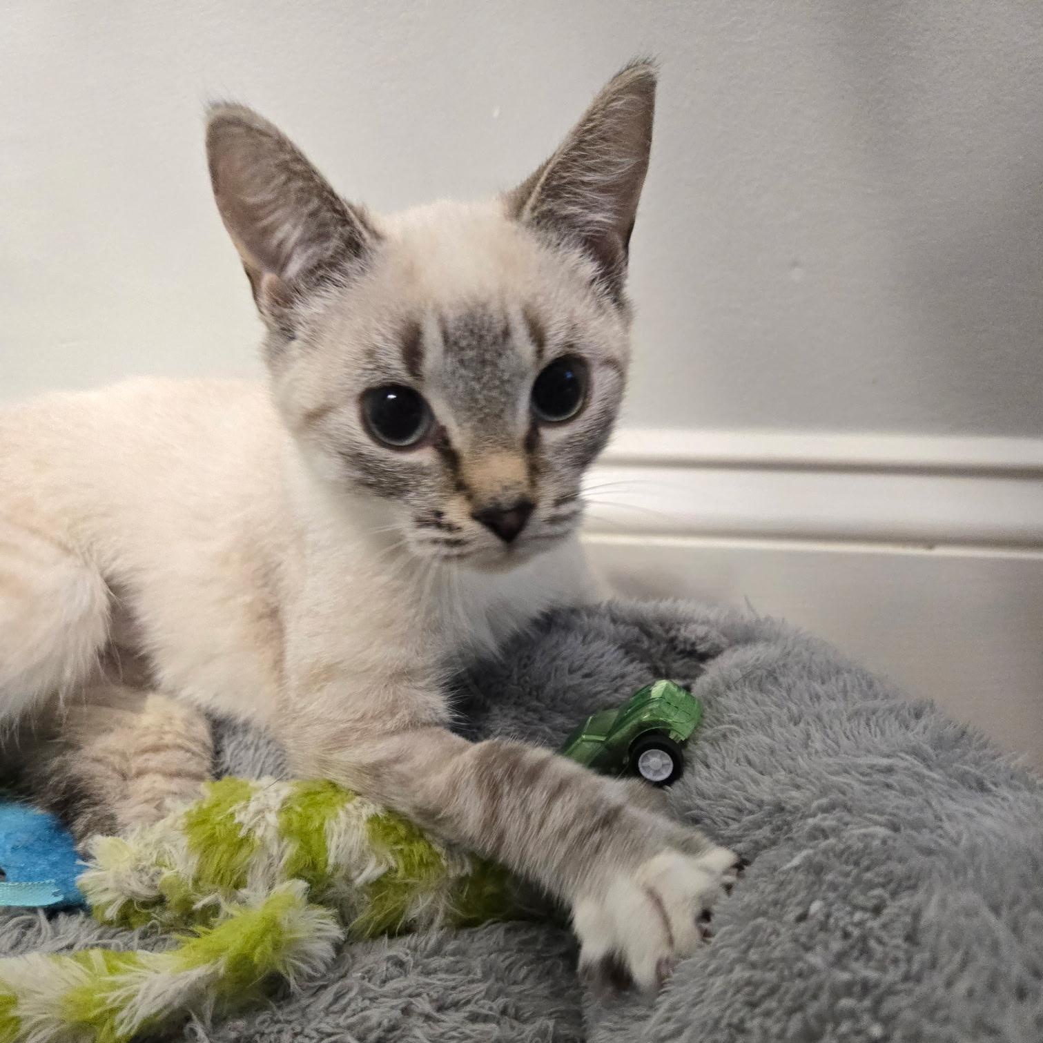 Aspen ***Special Needs:  CH***