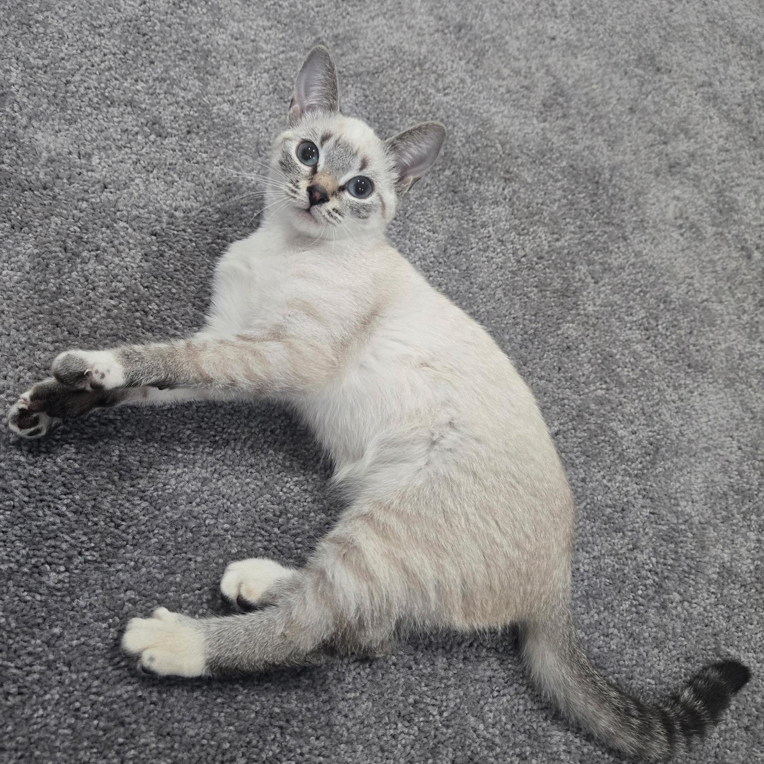 Aspen ***Special Needs: CH***, a Adoptable mixed breed in FITCHBURG, MA image 5/6