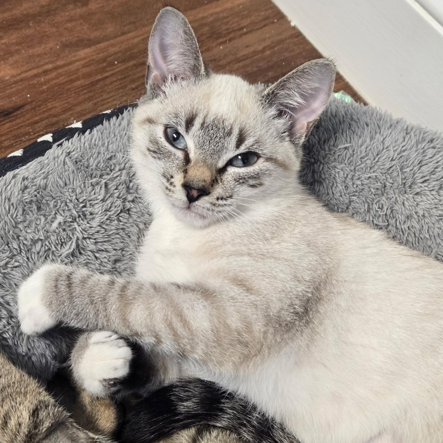 Aspen ***Special Needs: CH***, a Adoptable mixed breed in FITCHBURG, MA image 1/6