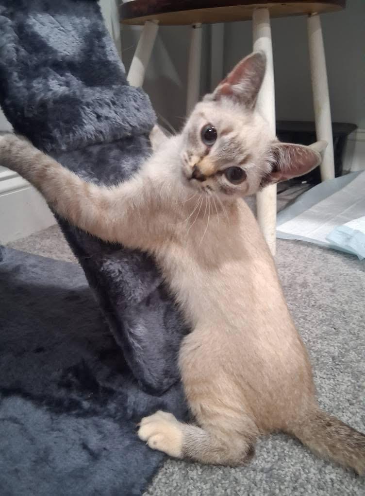 Aspen ***Special Needs: CH***, a Adoptable mixed breed in FITCHBURG, MA image 6/6