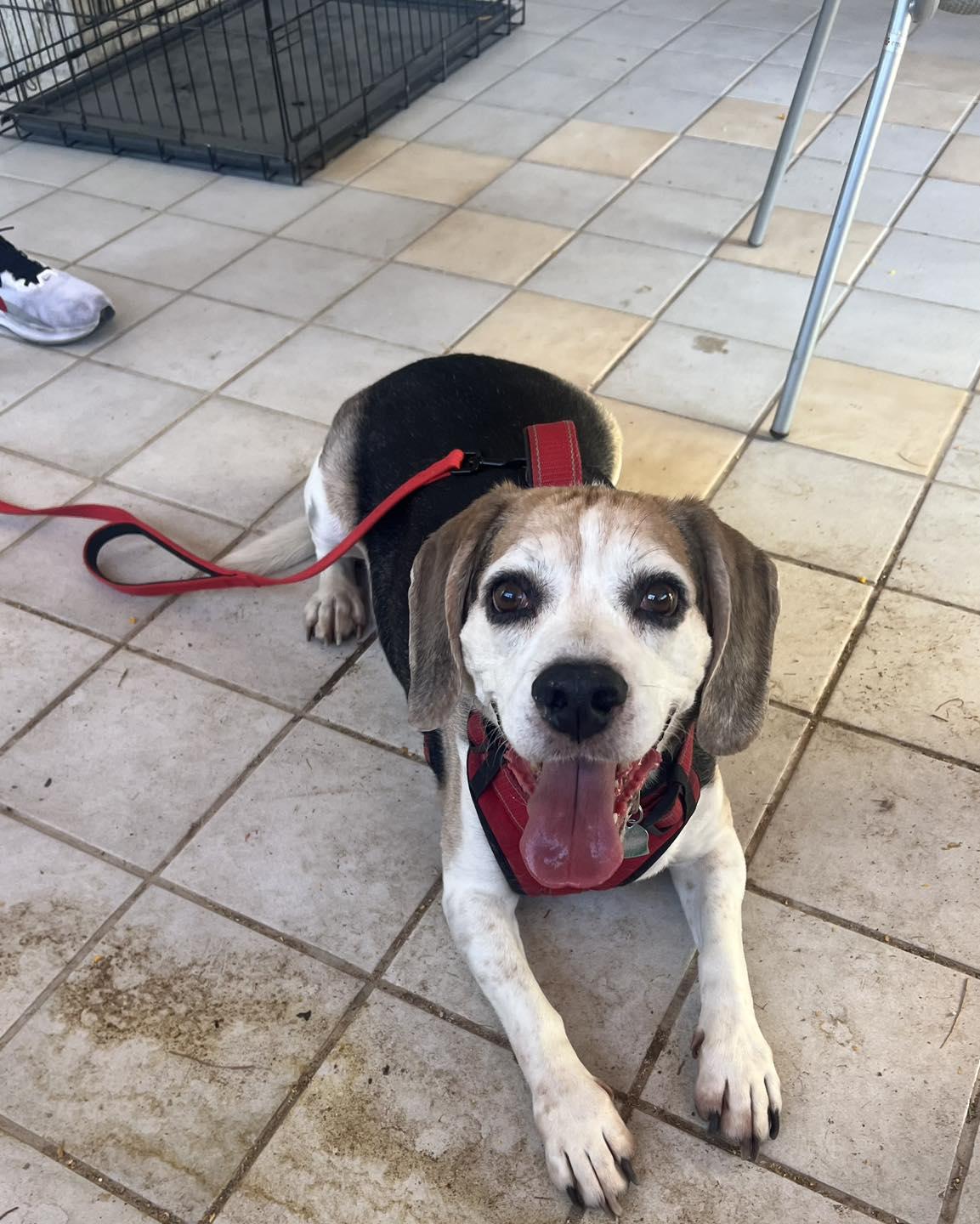 Enlarge Peter Pan, a Adoptable Beagle in Las Vegas, NV image 1/3