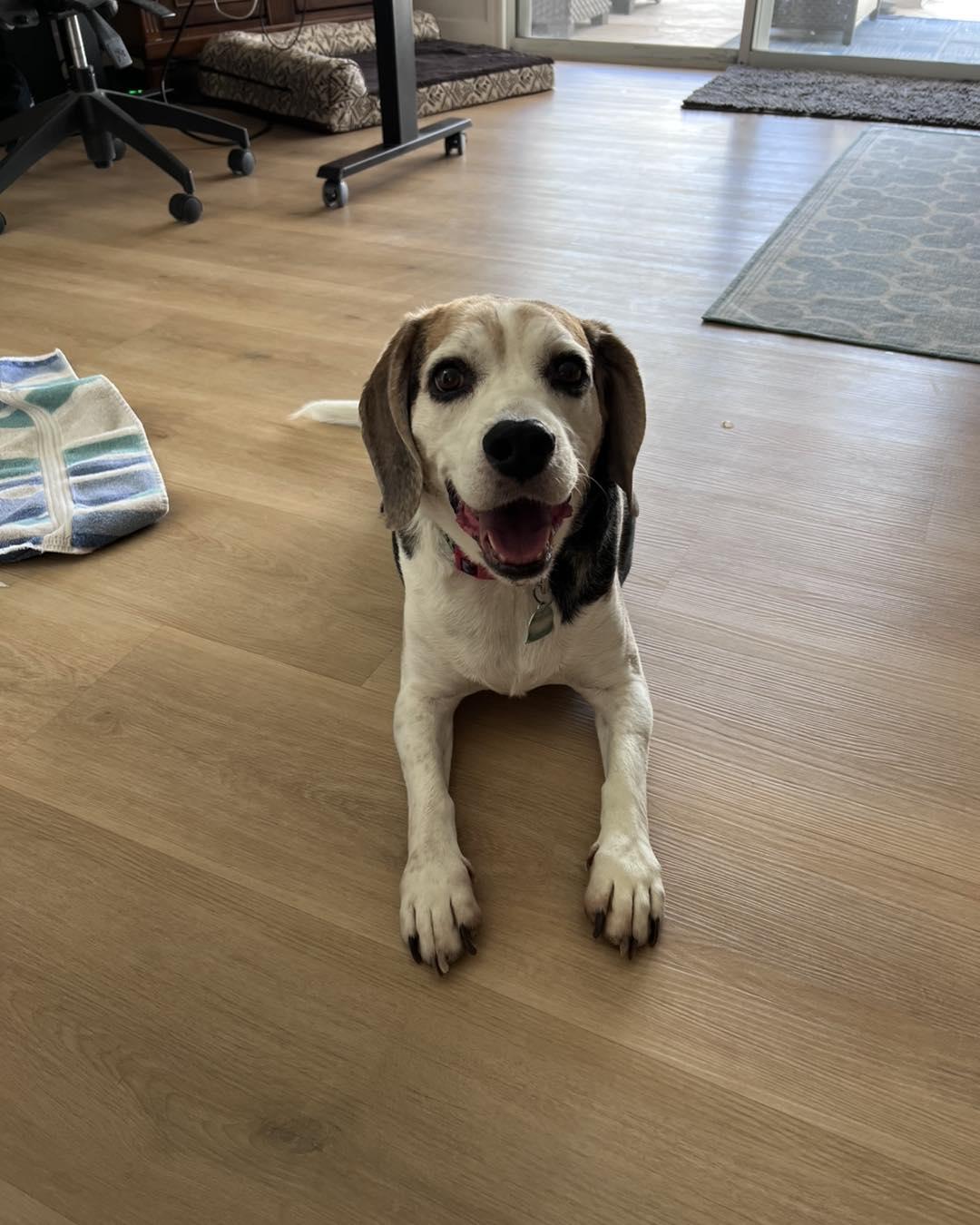 Enlarge Peter Pan, a Adoptable Beagle in Las Vegas, NV image 2/3