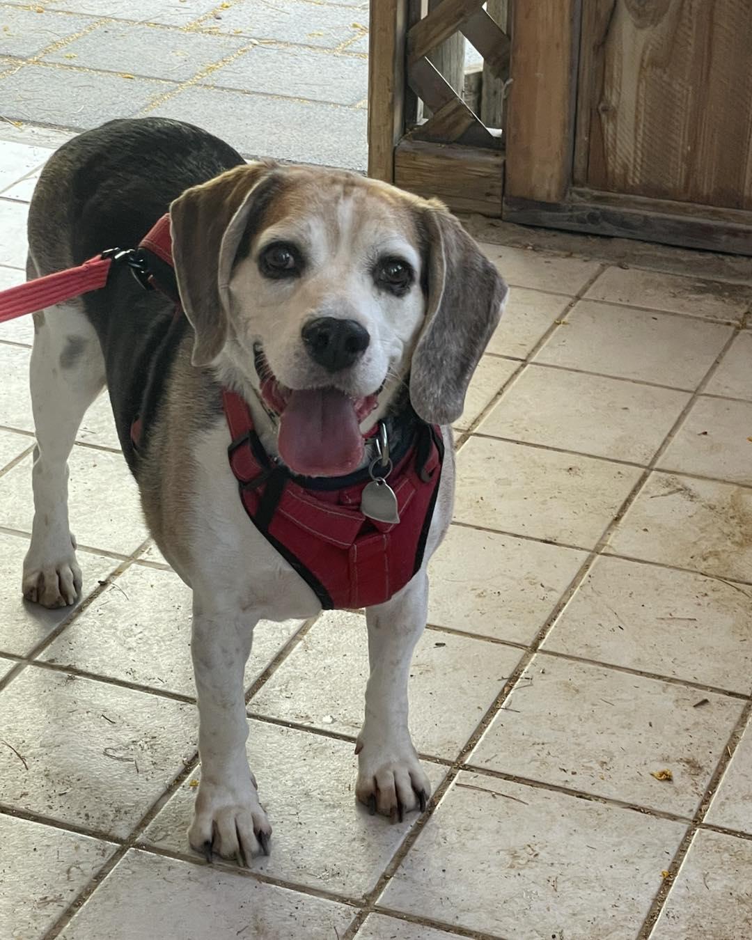 Enlarge Peter Pan, a Adoptable Beagle in Las Vegas, NV image 3/3