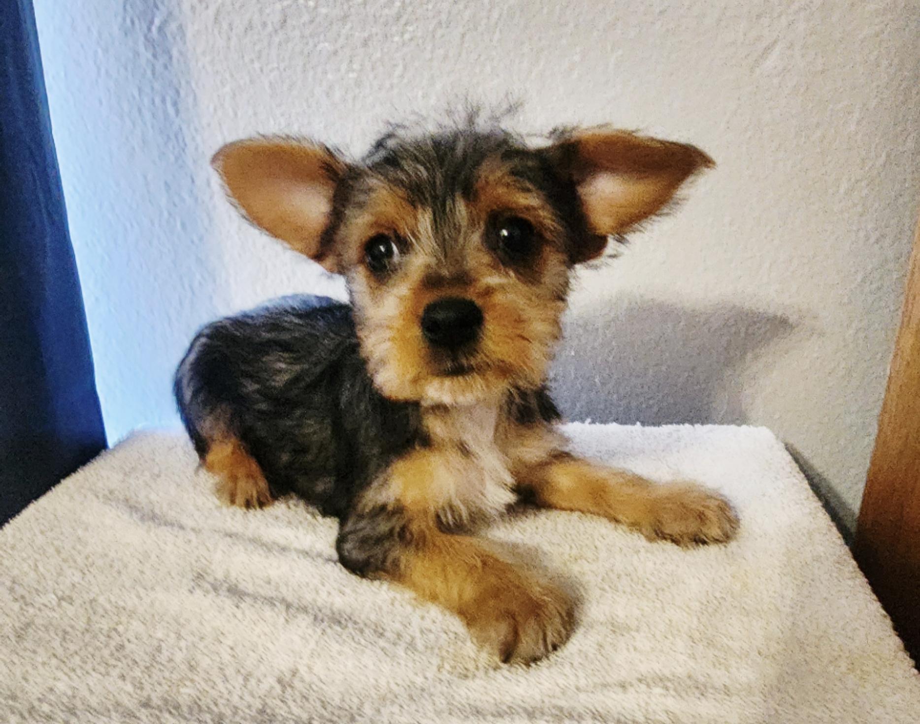 Demi, Adoptable, Puppy Female Yorkshire Terrier & Chihuahua.