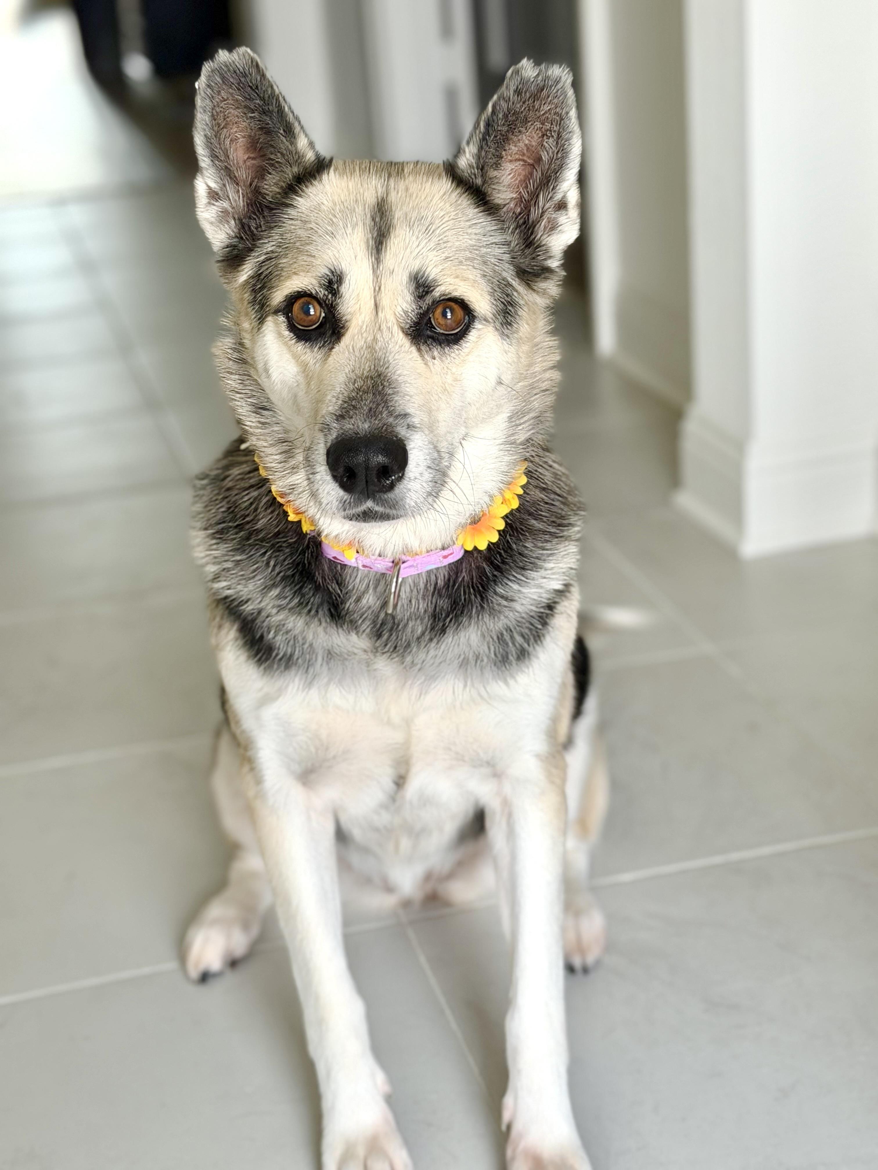 Ms. Rachel, Adopted, Adult Female Husky.