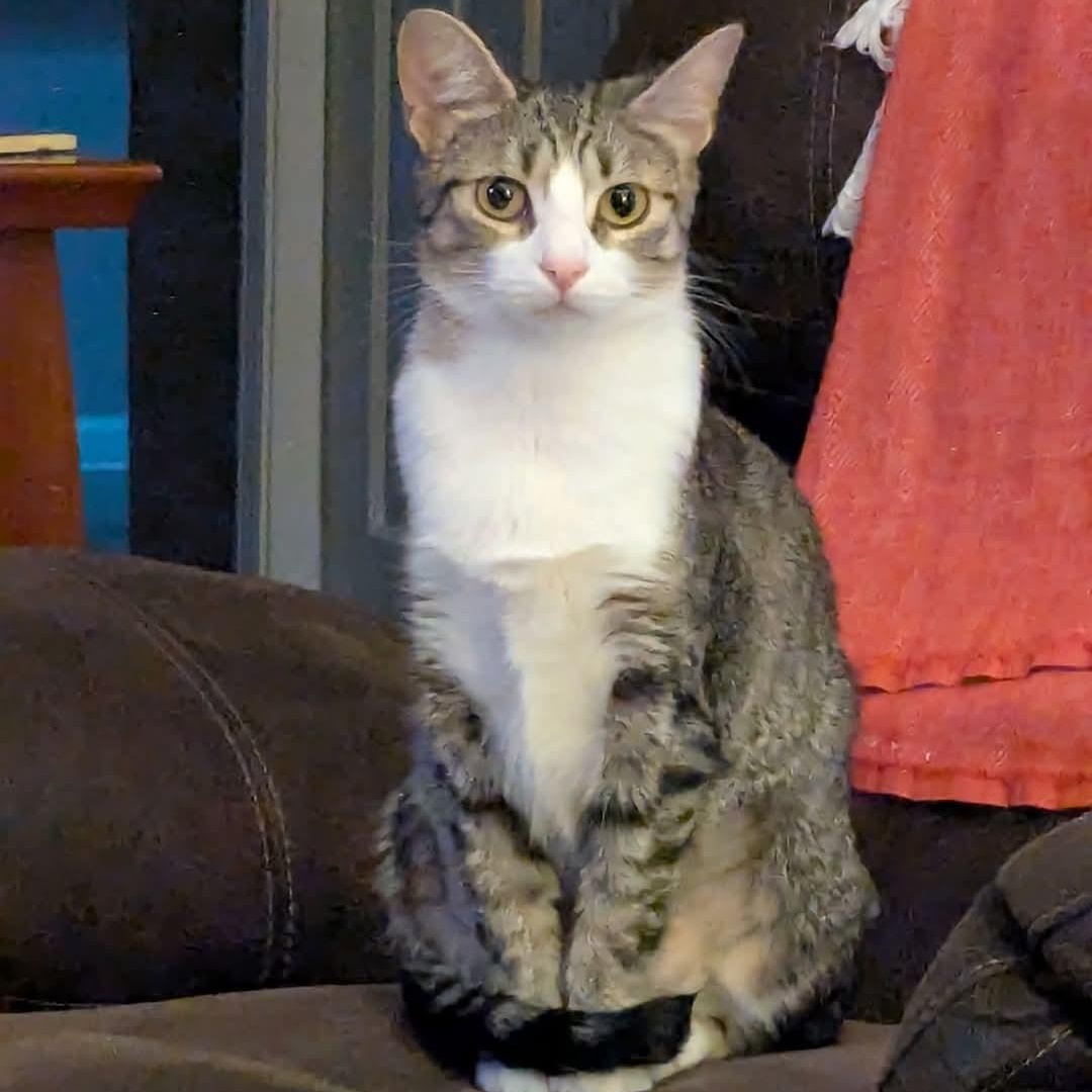 Paisley, Adult Female Domestic Short Hair