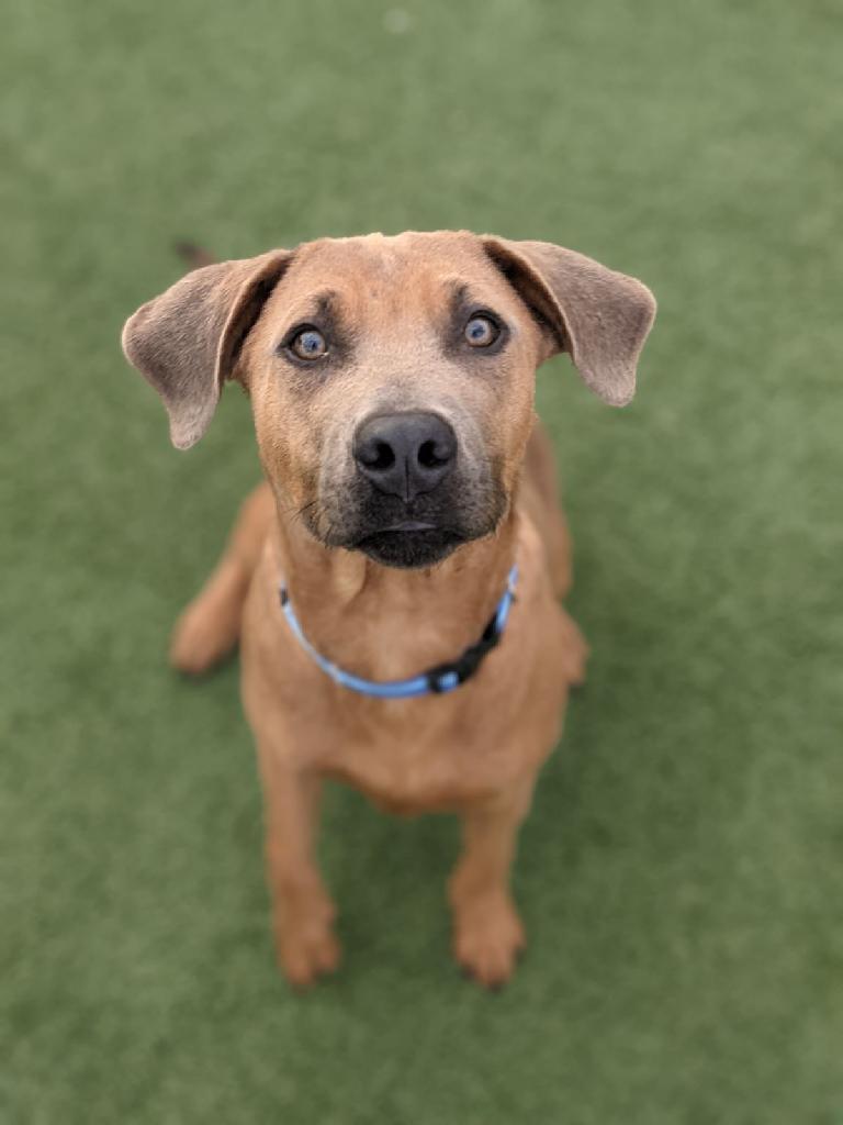 Enlarge Hazen, a Adopted mixed breed in Coralville, IA image 4/6