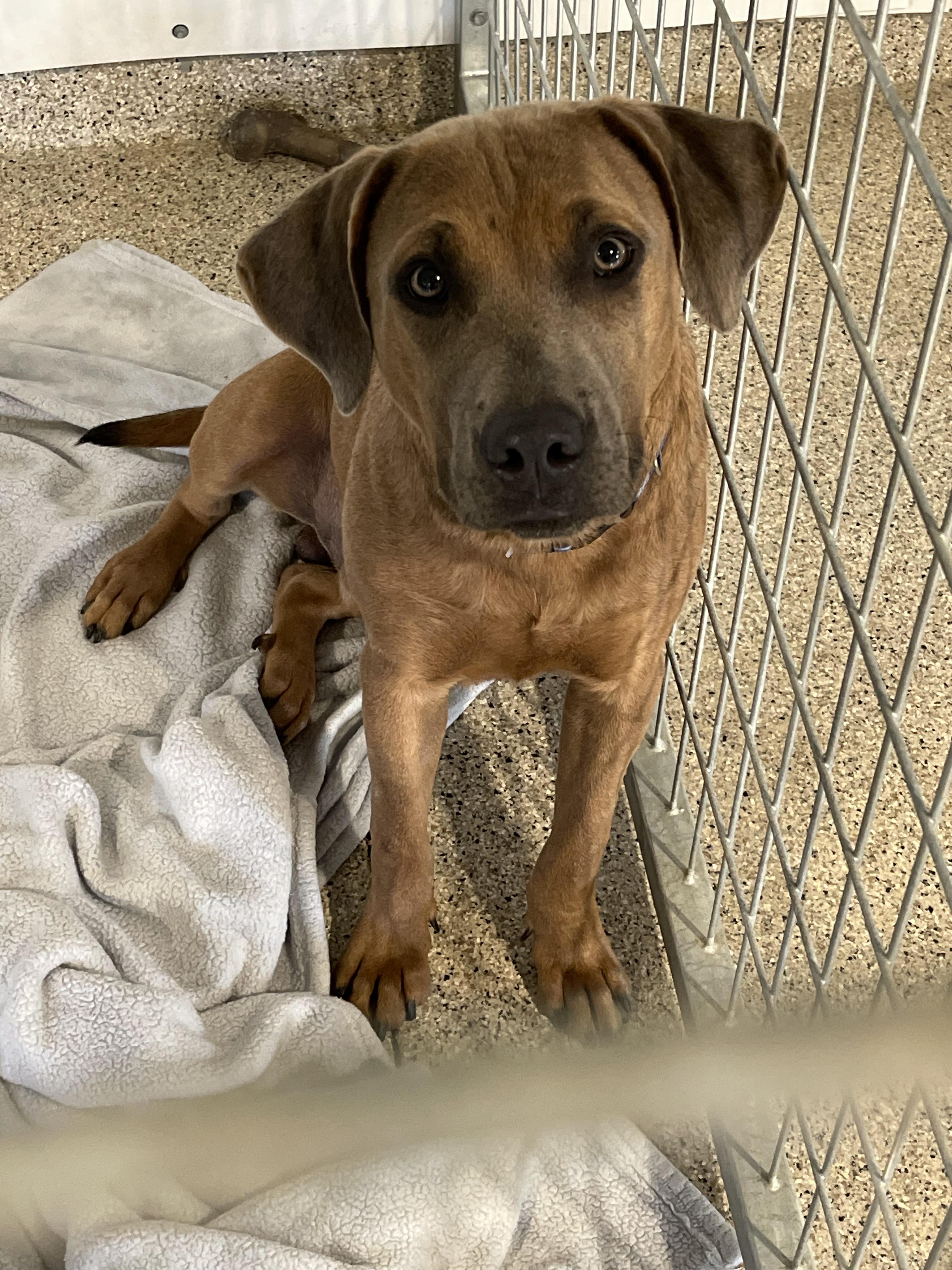 Enlarge Hazen, a Adopted mixed breed in Coralville, IA image 6/6