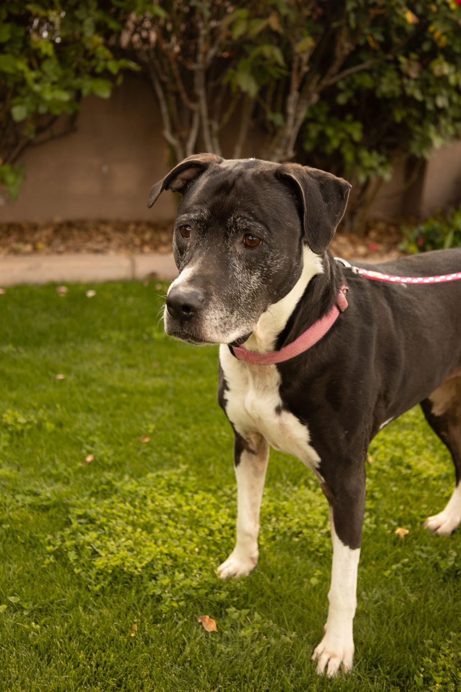 Enlarge ANNABELLE "Annie", a Adoptable mixed breed in Chandler, AZ image 1/3