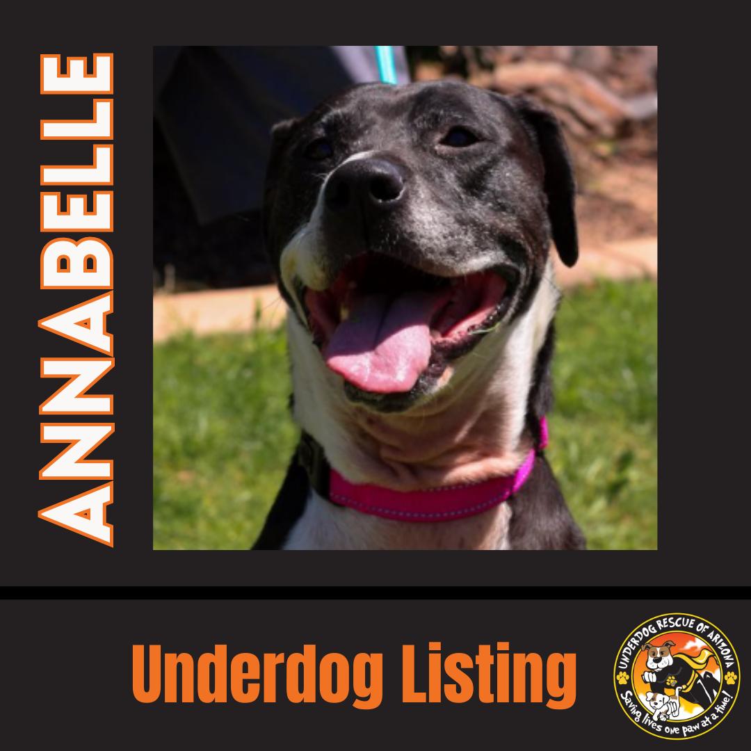 Enlarge ANNABELLE "Annie", a Adoptable mixed breed in Chandler, AZ image 2/3