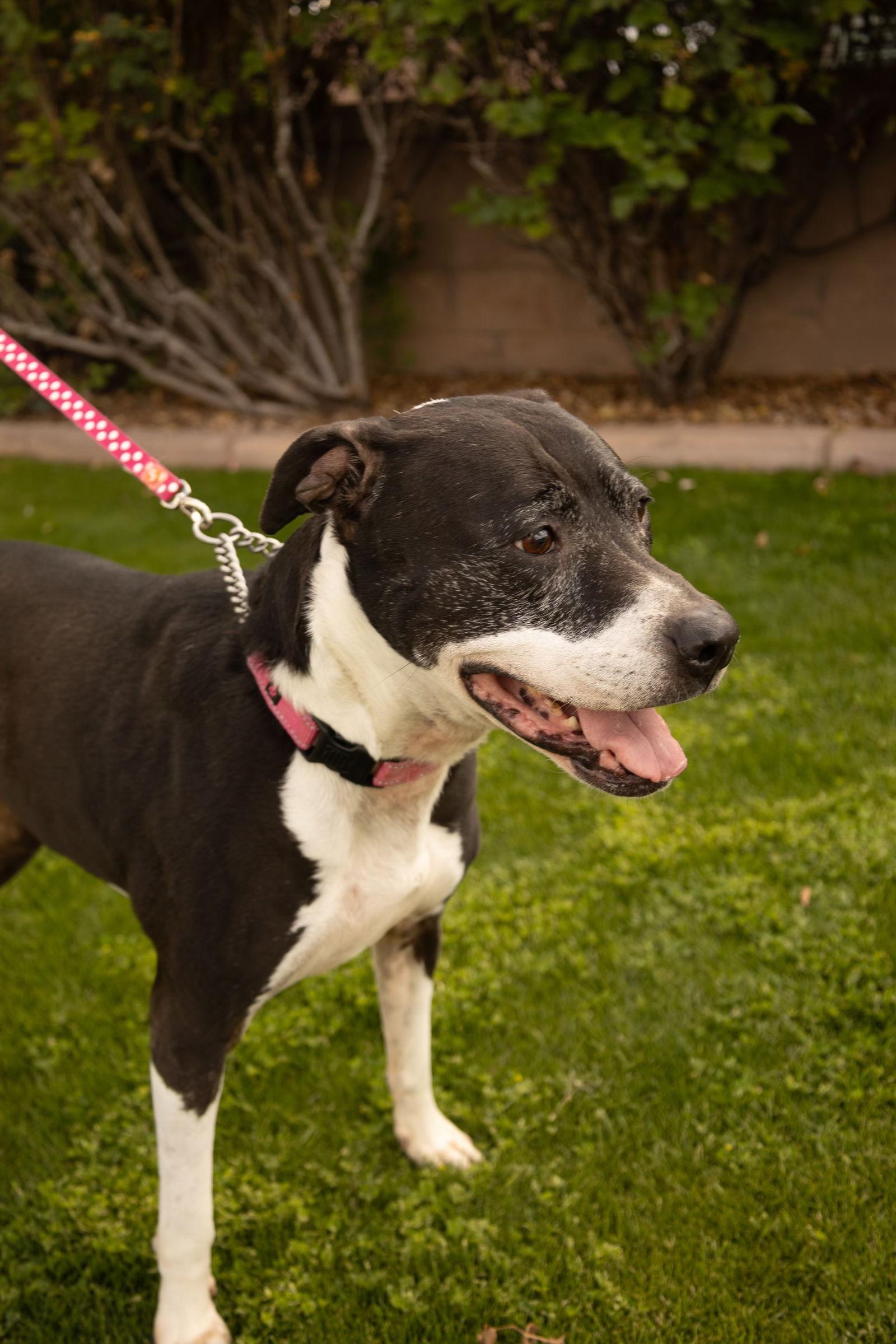 Enlarge ANNABELLE "Annie", a Adoptable mixed breed in Chandler, AZ image 3/3
