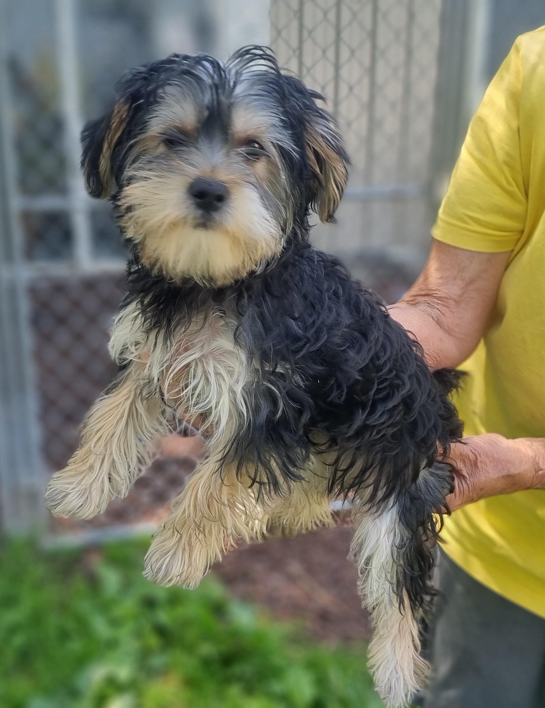 Enlarge Mora, a ADOPTABLE Morkie in Trumansburg, NY image 1/1