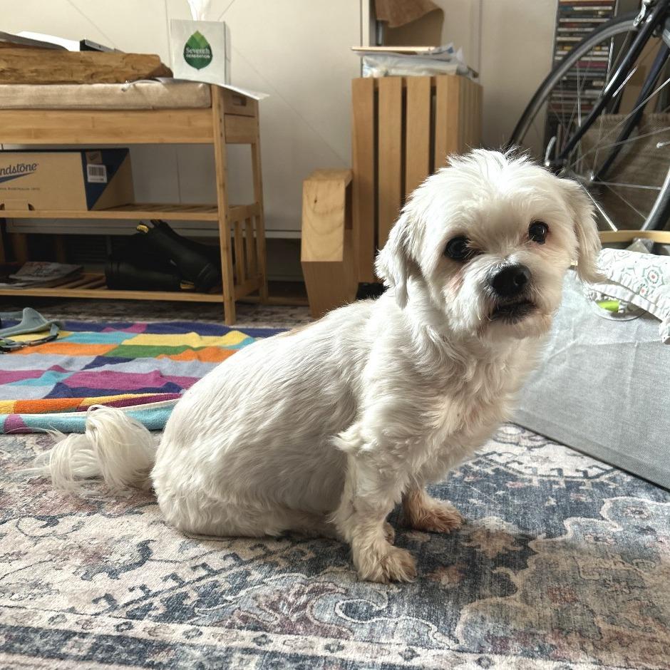 Enlarge Ray, a Adoptable mixed breed in Philadelphia, PA image 1/6