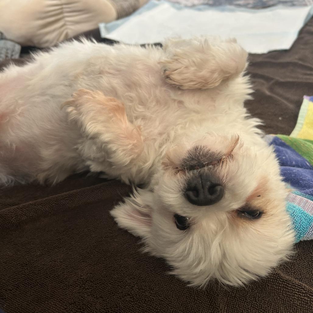 Enlarge Ray, a Adoptable mixed breed in Philadelphia, PA image 2/6