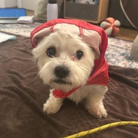 Enlarge Ray, a Adoptable mixed breed in Philadelphia, PA image 3/6