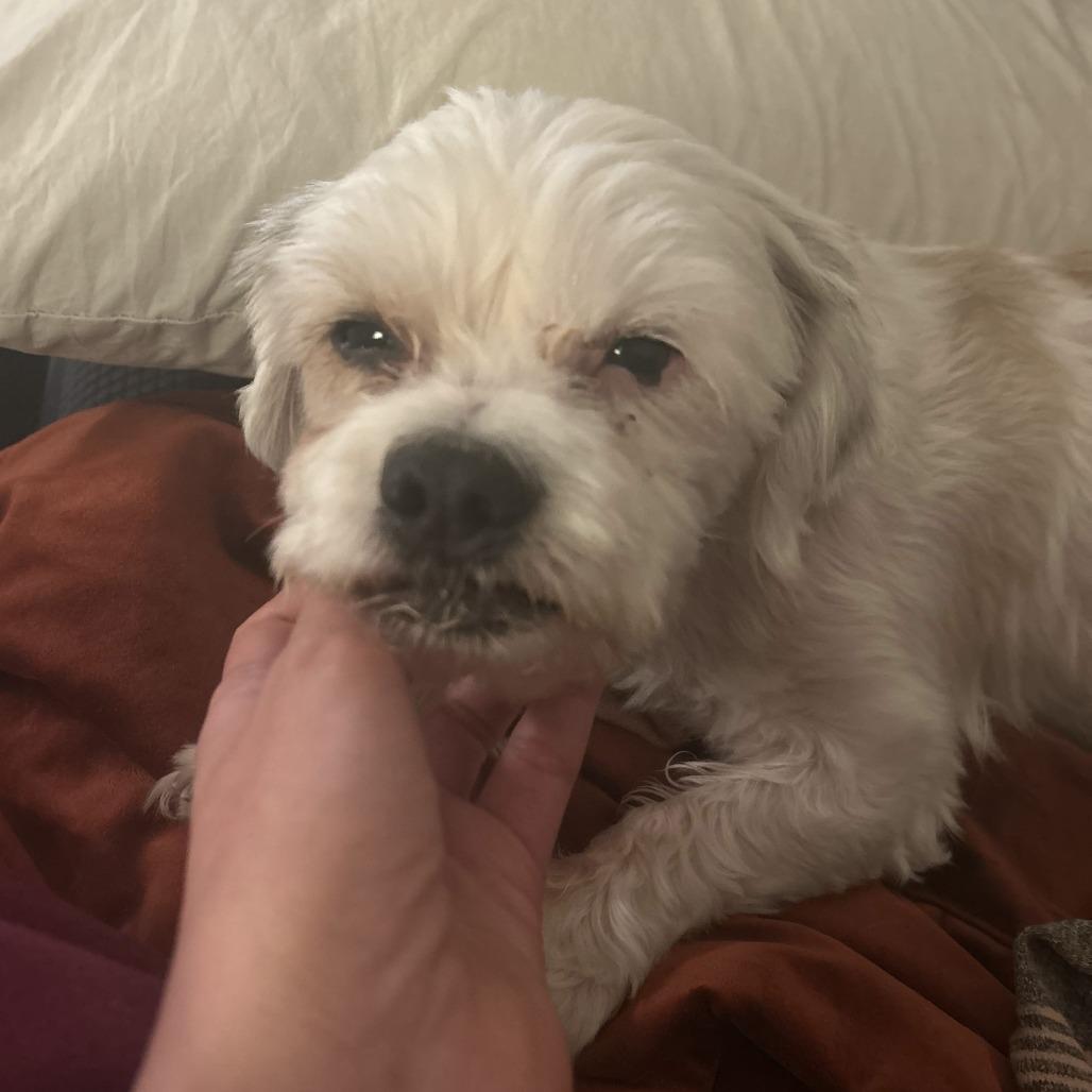 Enlarge Ray, a Adoptable mixed breed in Philadelphia, PA image 4/6