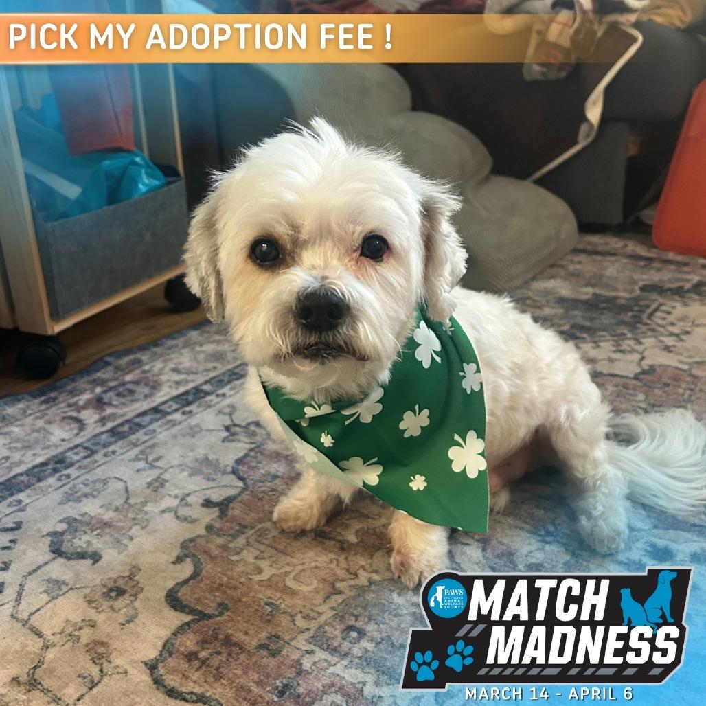 Enlarge Ray, a Adoptable mixed breed in Philadelphia, PA image 5/6