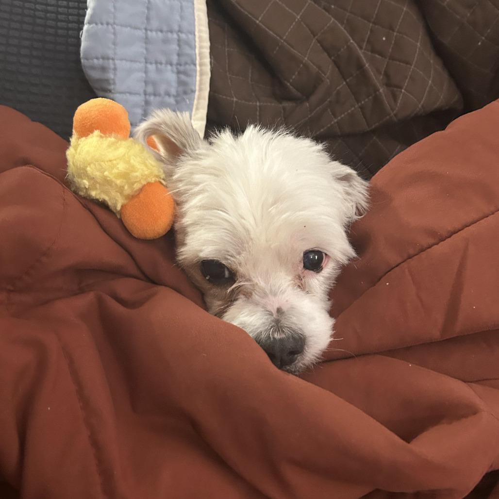 Enlarge Ray, a Adoptable mixed breed in Philadelphia, PA image 5/6