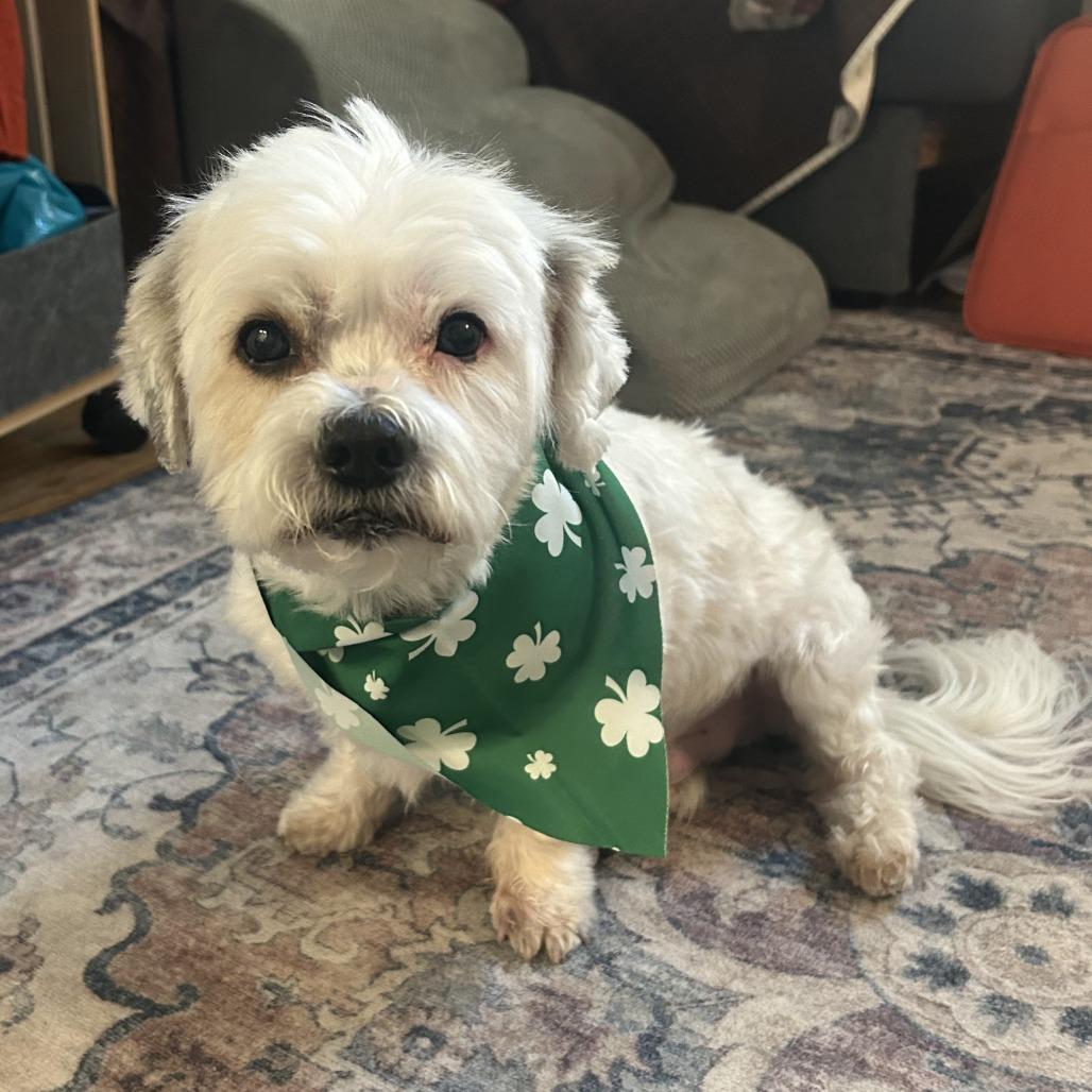 Enlarge Ray, a Adoptable mixed breed in Philadelphia, PA image 6/6