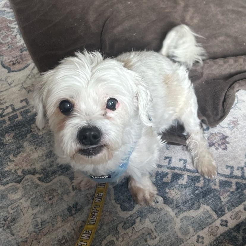 Enlarge Ray, a Adoptable mixed breed in Philadelphia, PA image 6/6