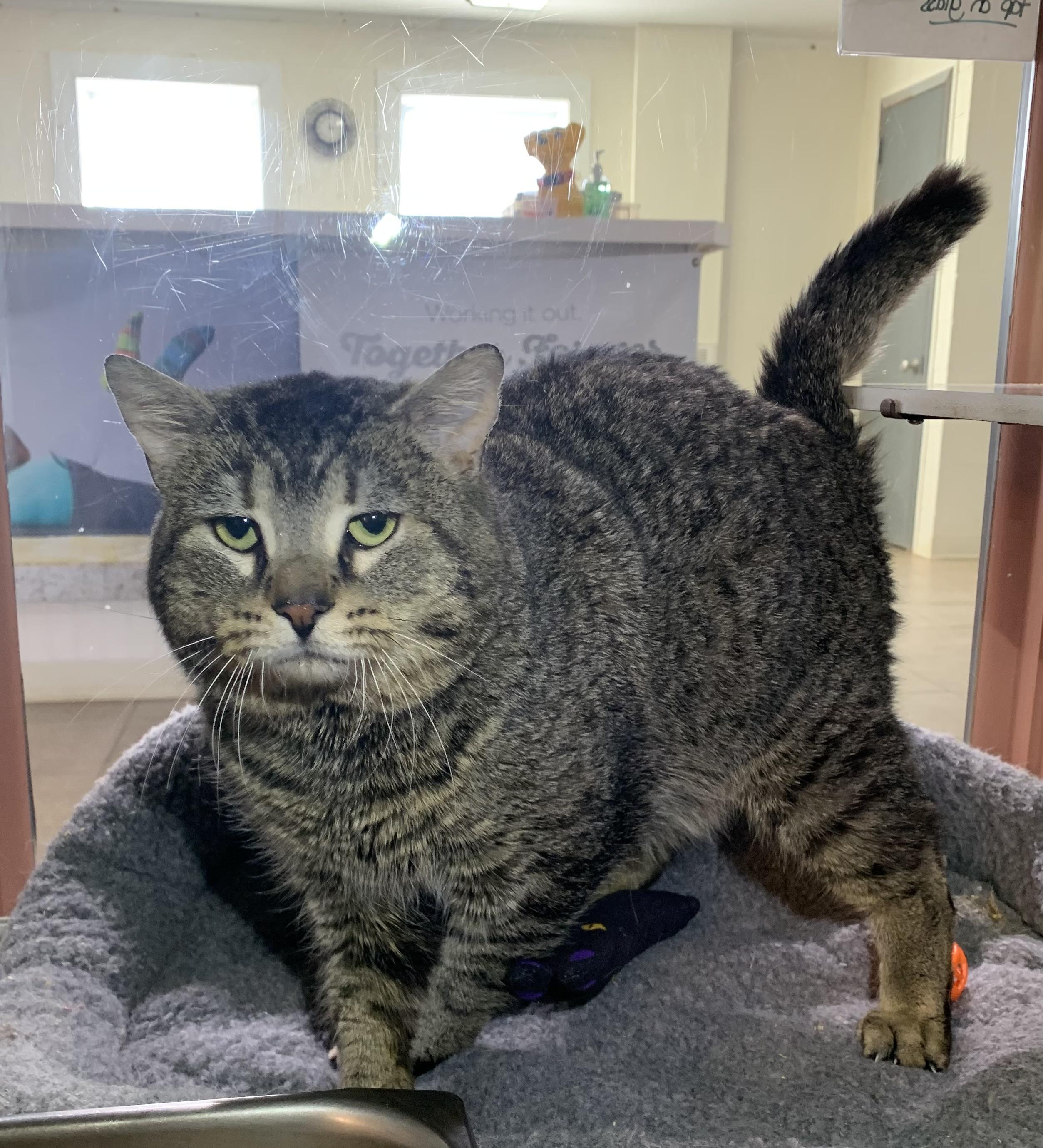 Romeo, adopted, Adult Male American Bobtail & Domestic Short Hair.