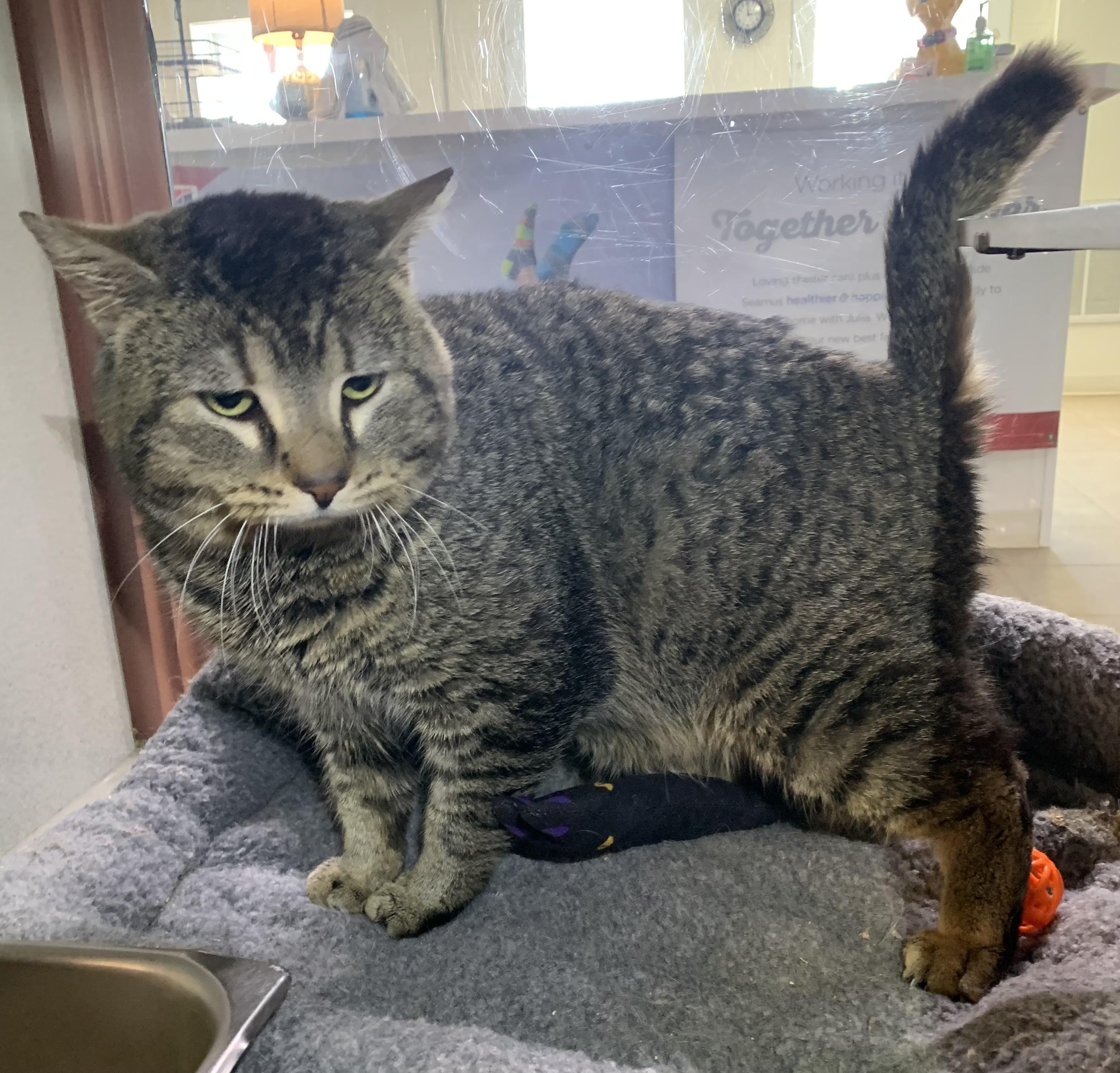 Enlarge Romeo, an adopted mixed breed in Massena, NY image 2/2