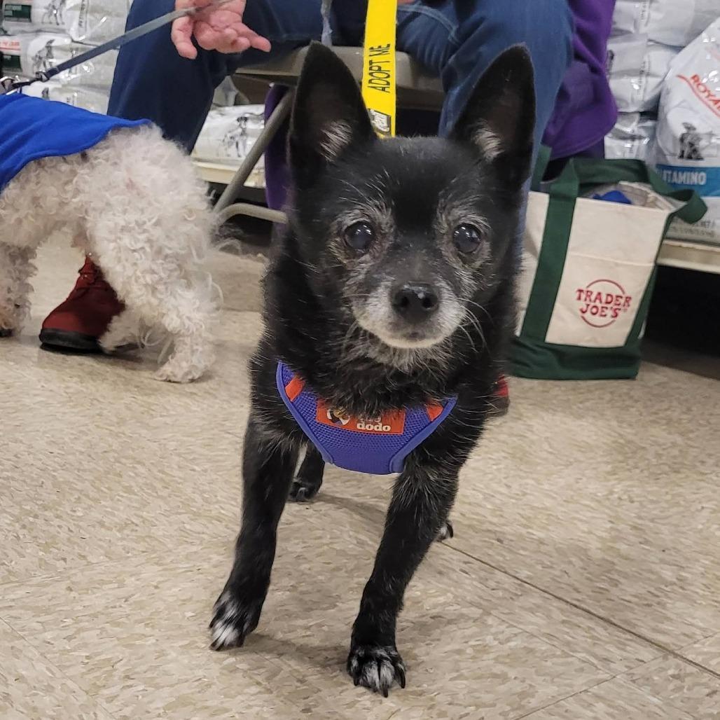 Tillie — thumbnail 2