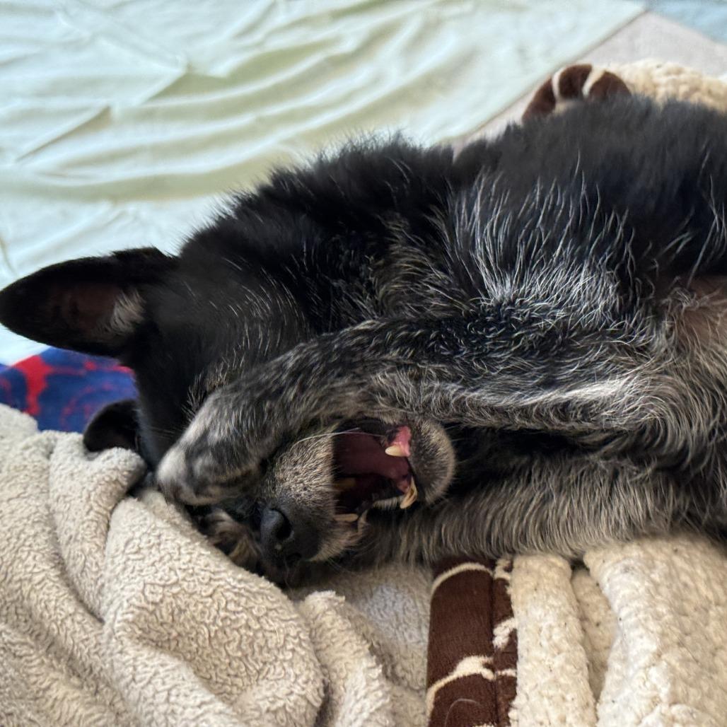 Tillie — thumbnail 3