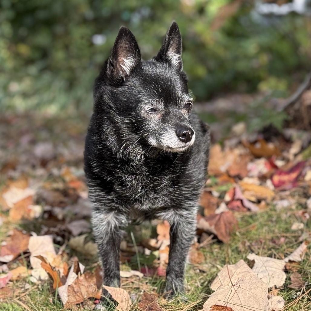 Tillie — thumbnail 4