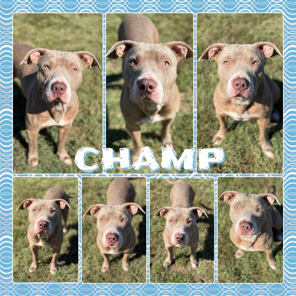 Champ, Adoptable, Adult Male Pit Bull Terrier.