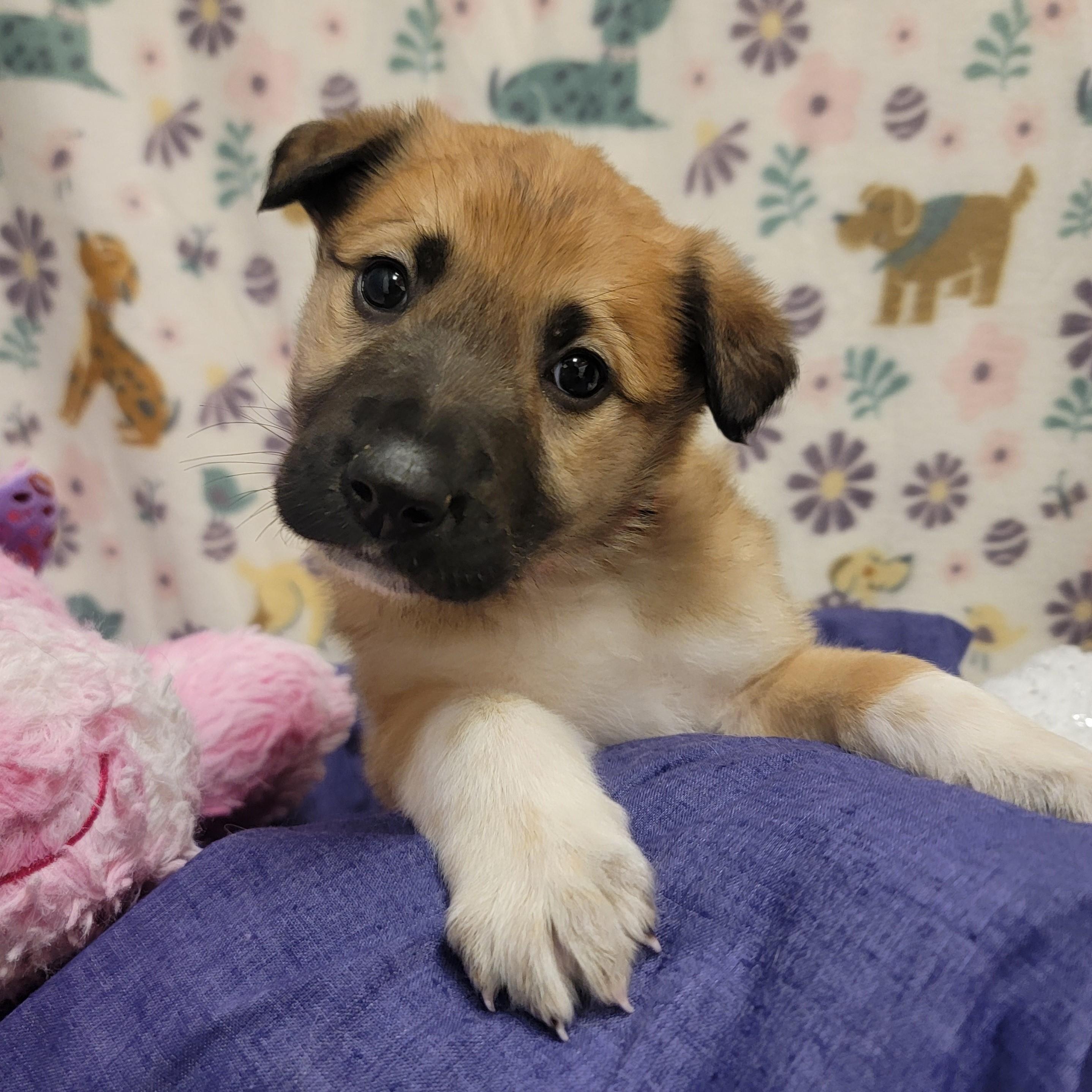 Enlarge Cannoli, a ADOPTABLE mixed breed in ALPINE, TX image 1/4