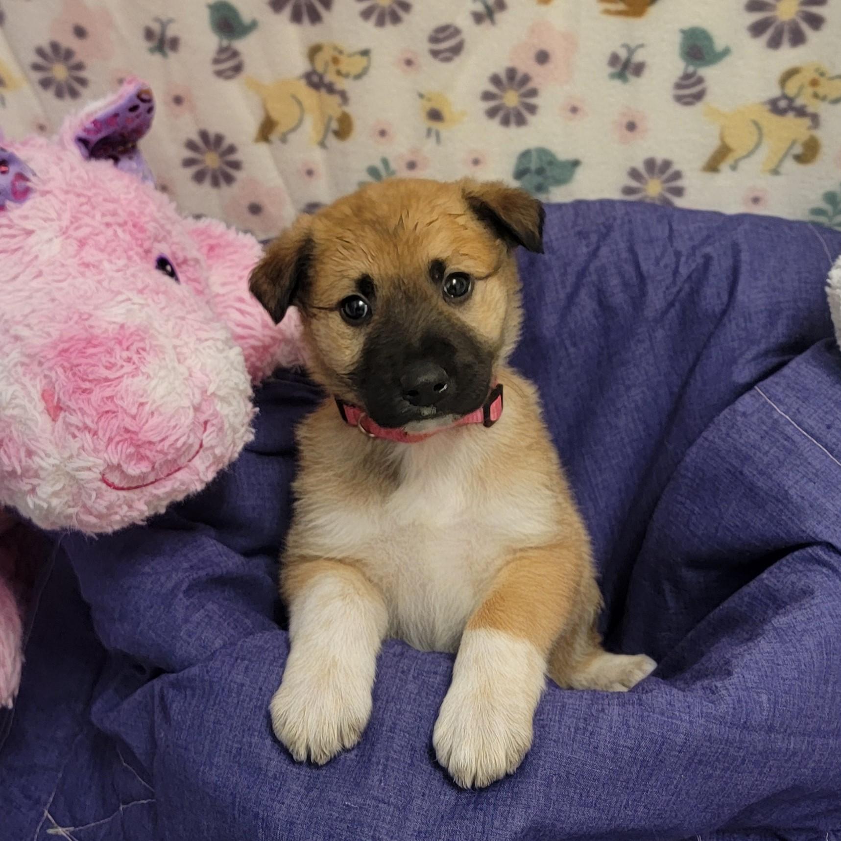 Enlarge Cannoli, a ADOPTABLE mixed breed in ALPINE, TX image 2/4