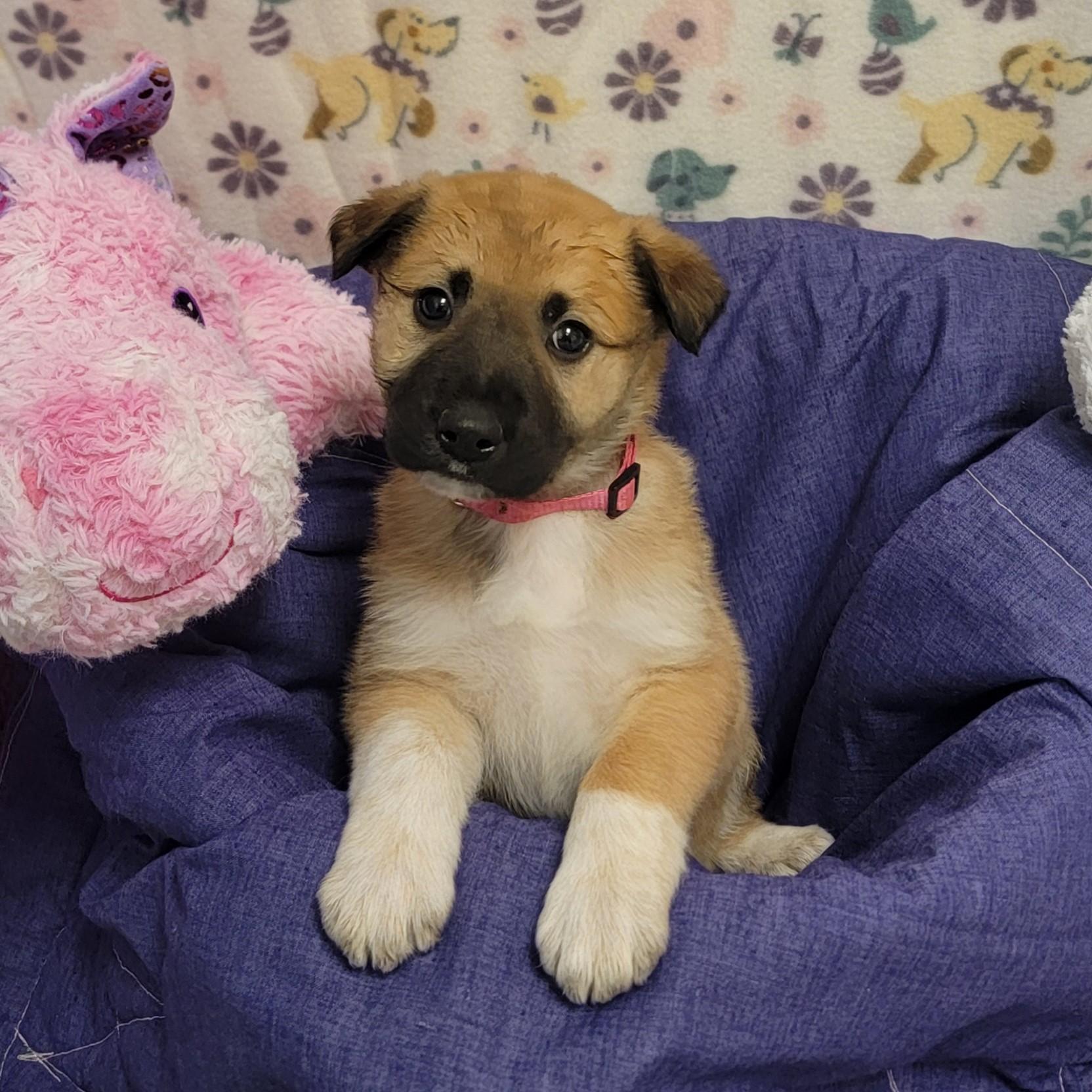 Enlarge Cannoli, a ADOPTABLE mixed breed in ALPINE, TX image 3/4