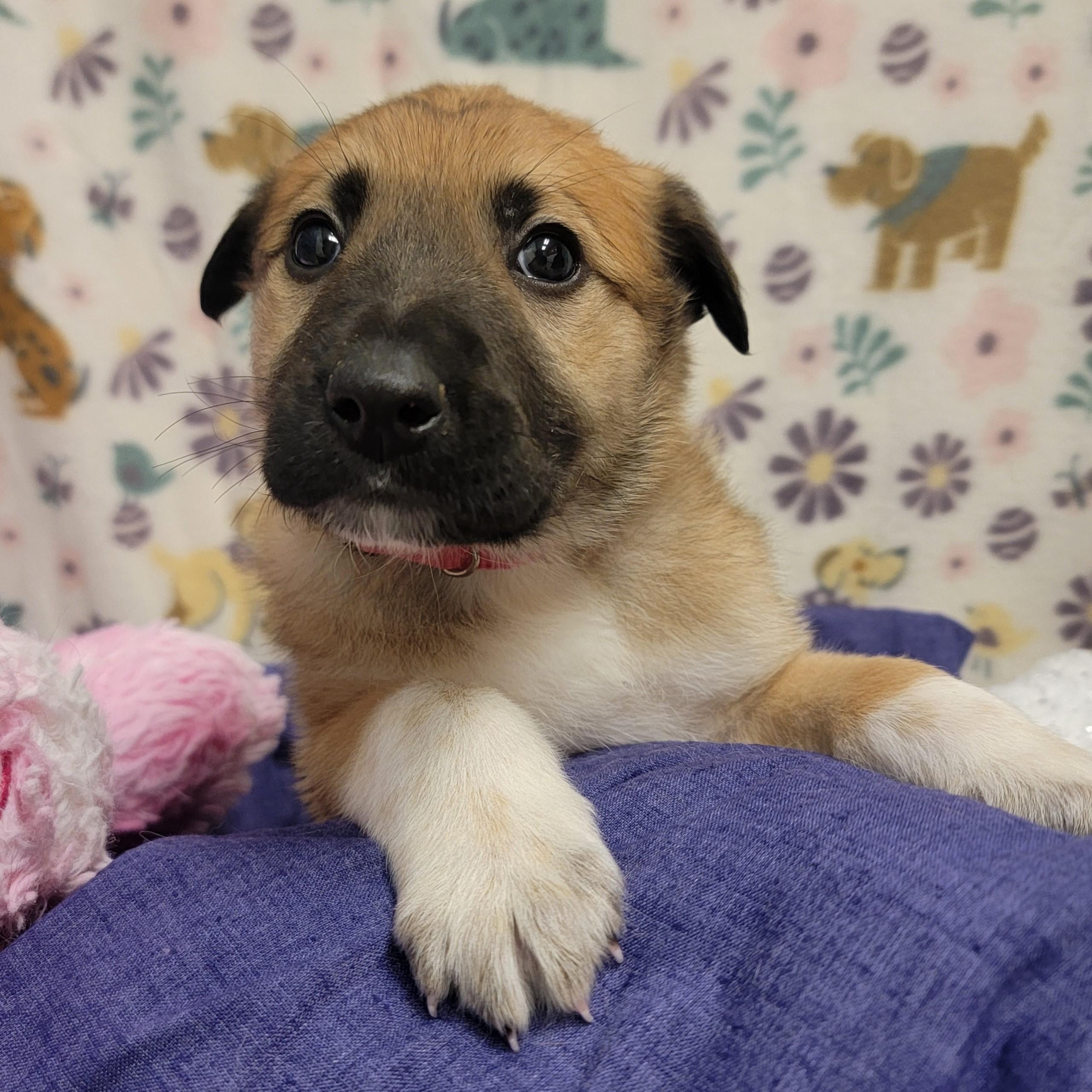 Enlarge Cannoli, a ADOPTABLE mixed breed in ALPINE, TX image 4/4