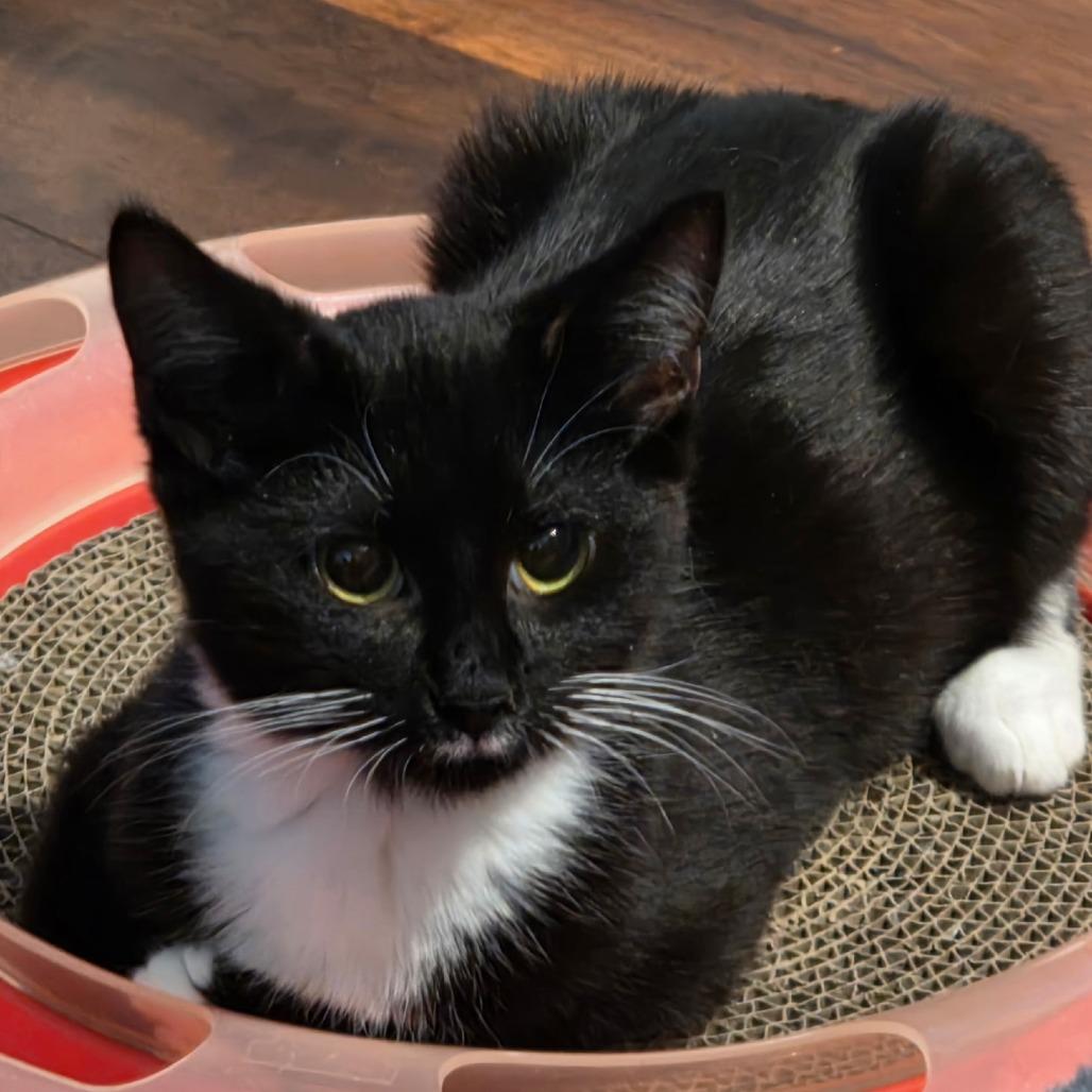 Tuxie, Adoptable, Young Male Domestic Short Hair.