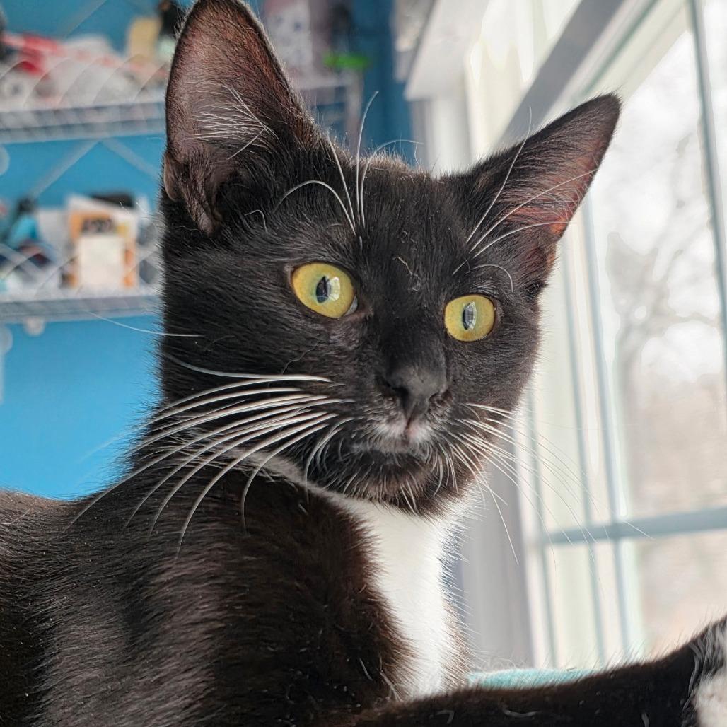 Enlarge Tuxie, a Adoptable Domestic Short Hair in Newport News, VA image 2/4